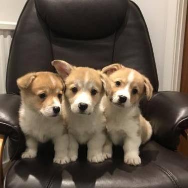 Corgi Puppies For Adoption The Y Guide