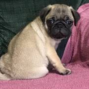 black and fawn pug puppies for sale 