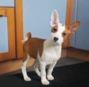 Basenji puppies for sale