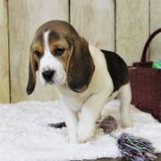 Perfect Beagle Puppies For Sale