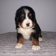 Well-socialized Bernese Mountain Puppies For Sale