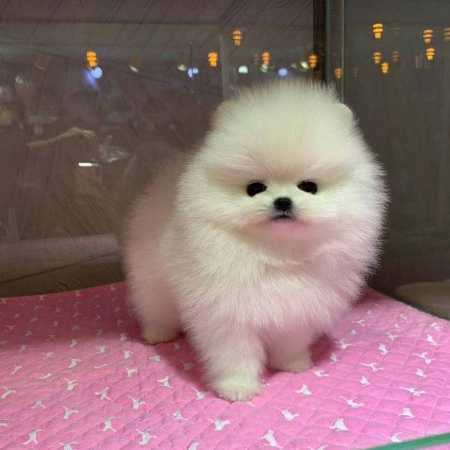 White Micro Teacup Pomeranian Puppies Ready Now in for