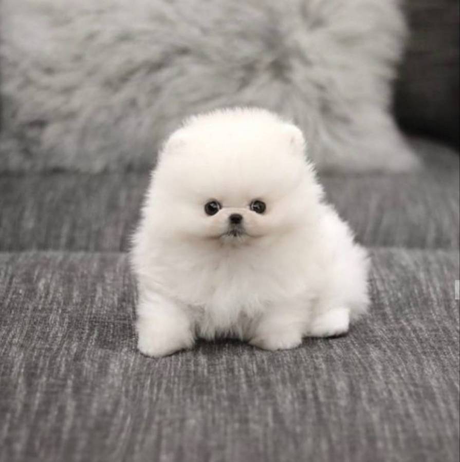 White Micro Teacup Pomeranian Puppies Ready Now in for $ 850.00