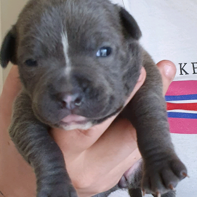 Blue Staff Pups Top Pedigree in Ashendon for $ 500.00