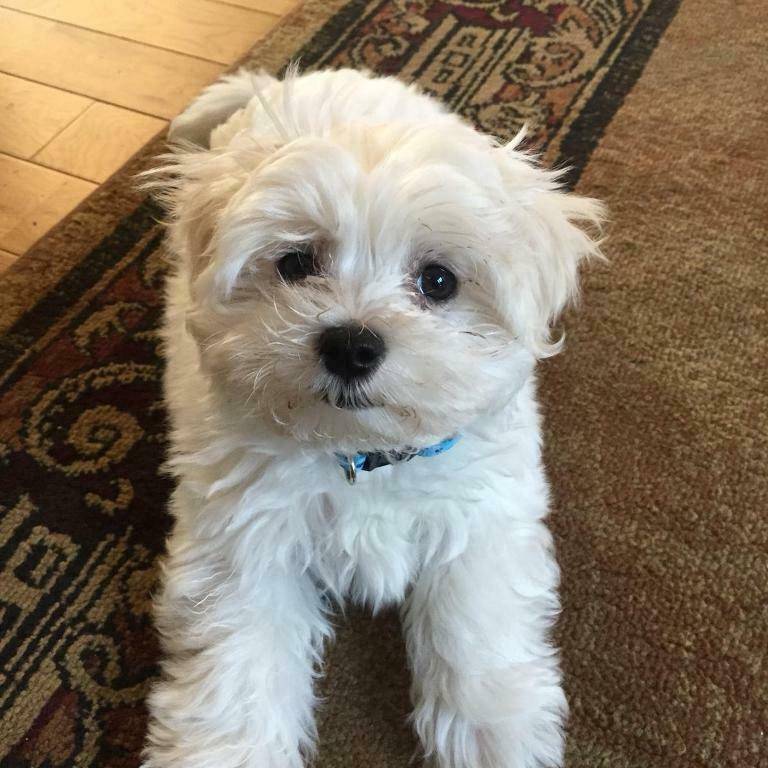 Gorgeous Maltese puppy (KC registered) in Adare for $ 500.00