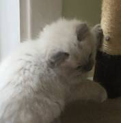 Rag-doll kittens available for sale