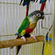 We sell All Types Of Parrots now Available 