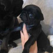 Beautiful Black Kc Registered Pug Puppies Readynow