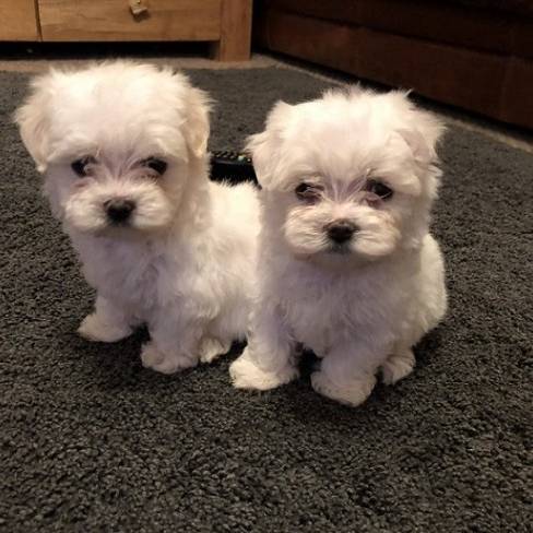 Two Well Trained *** @Maltese Puppies @*** Availab in for $ 500.00