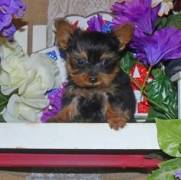 Small size Yorkie puppies ready now for sale