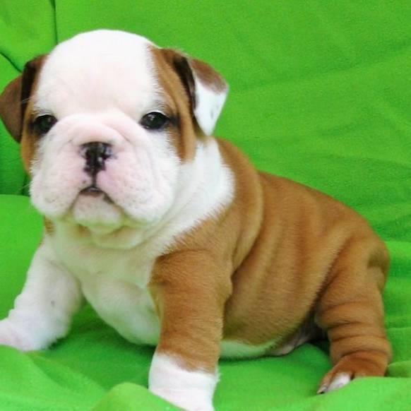 53+ English Bulldog Puppies Under 500 Image - Bleumoonproductions