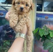 Cute Poodle puppies 