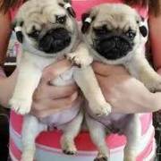 Registered Pug Puppies Show Quality