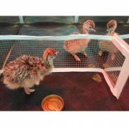 Get Healthy Ostrich Chicks and Fertile Ostrich egg