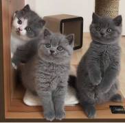 Ragdoll & British shorthair kittens