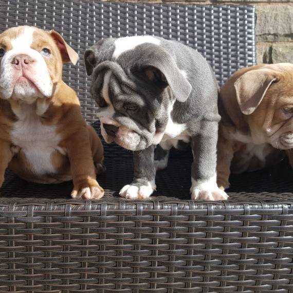 English bulldog pups in Brisbane for $ 800.00