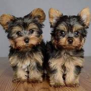 Extremely Cute Yorkshire Terrier Puppies Available